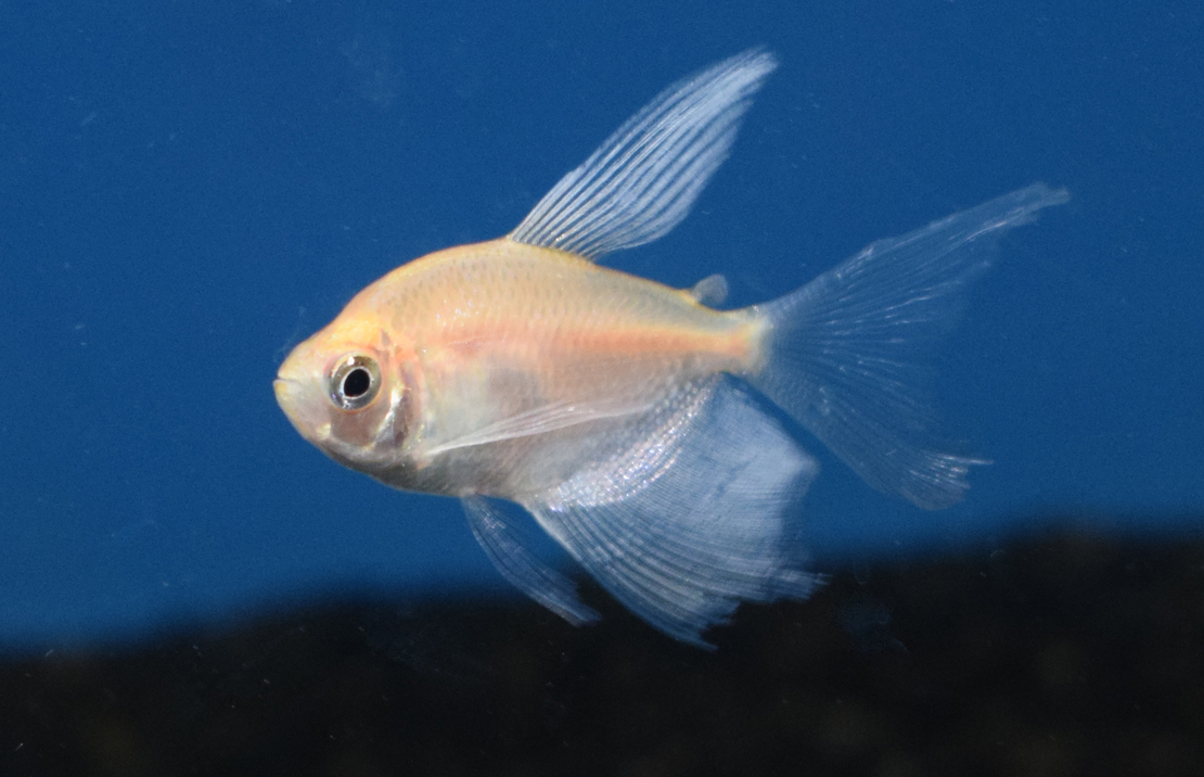 White Widow Tetra Long Fin