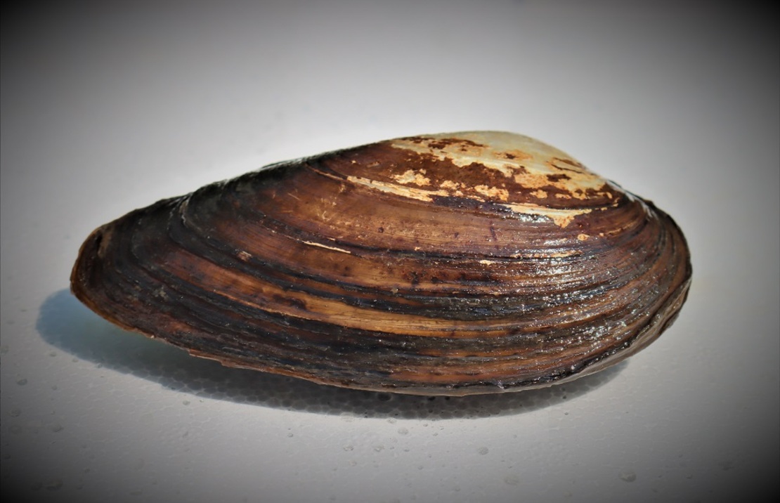 Anodonte Des Anatina