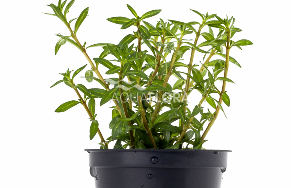 Ludwigia Arcuata - Pe