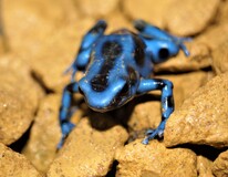 Dendrobate DorÉ Bleu