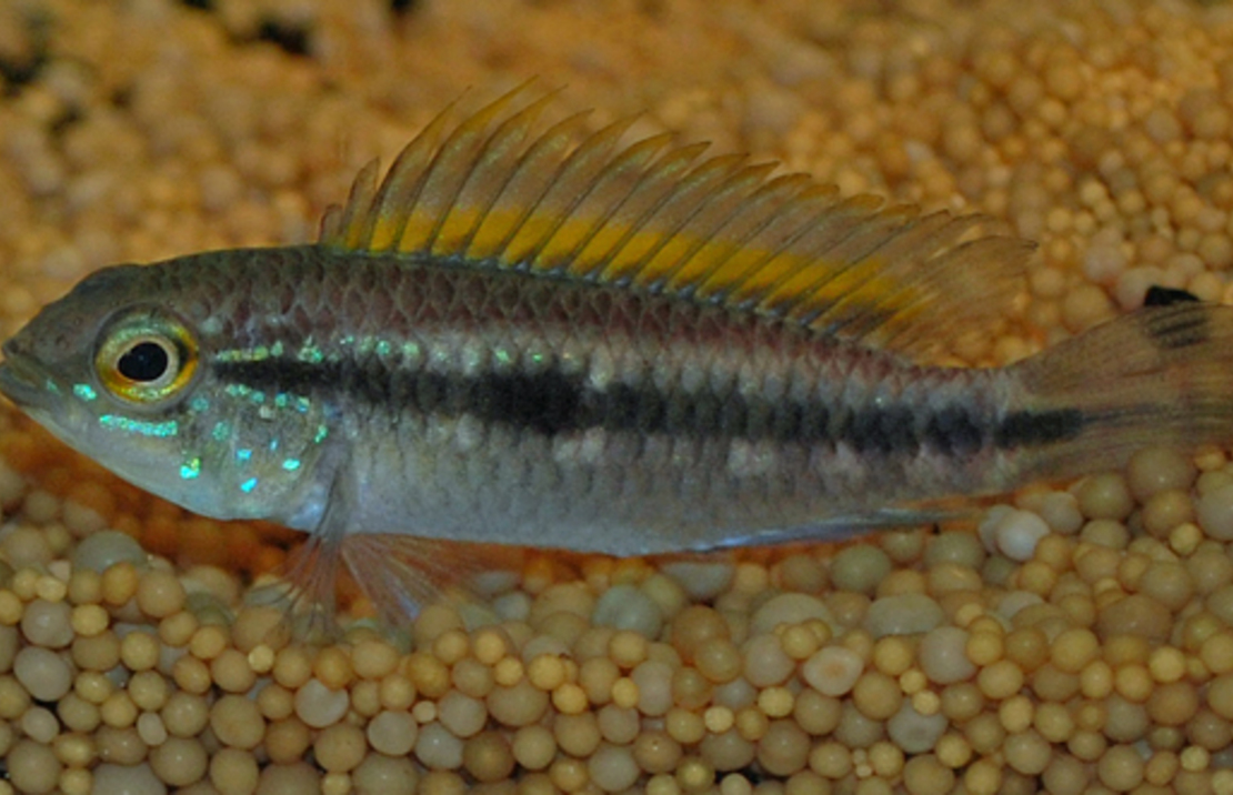 CichlidÉ Nain À Deux Bandes