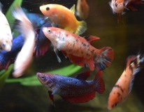 Combattant King (femelle)