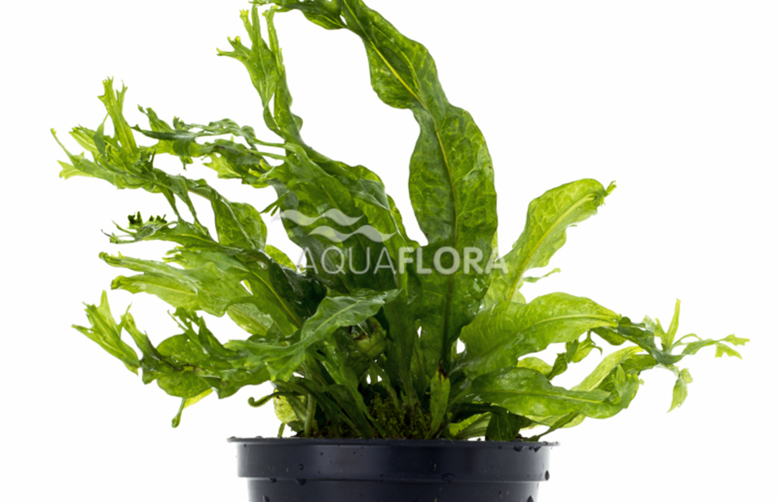 Microsorum Pteropus 'windelov' - Pe