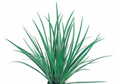 Pots 5.5cm - Terrarium