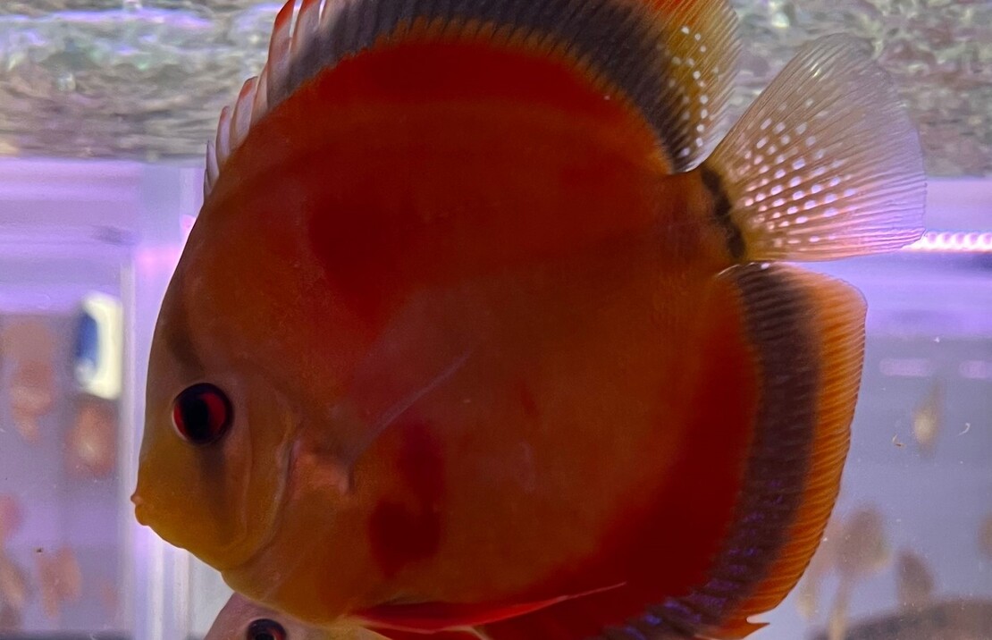 Discus Aeq. Rouge