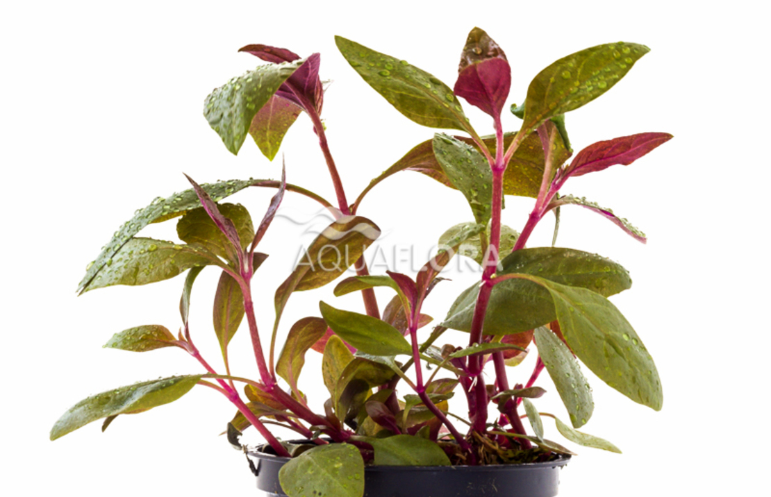 Alternanthera Reineckii 'lilacina' - Pe