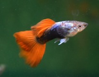 Guppy Silber Tuxedo Rot Mann