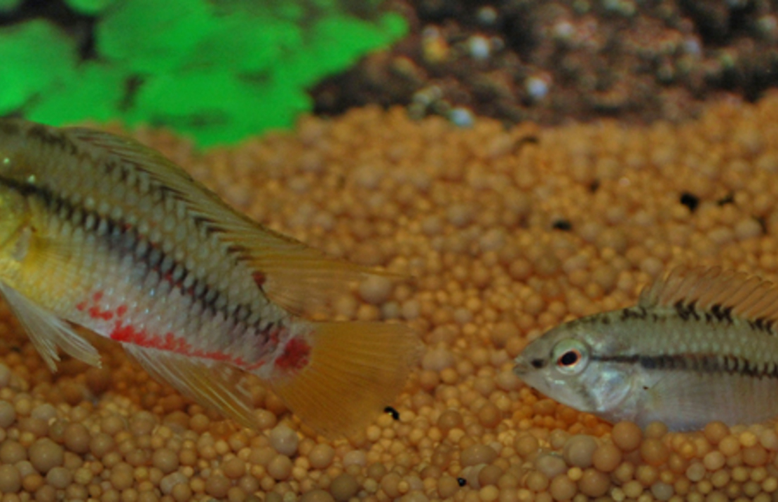 CichlidÉ Nain Hongsloi