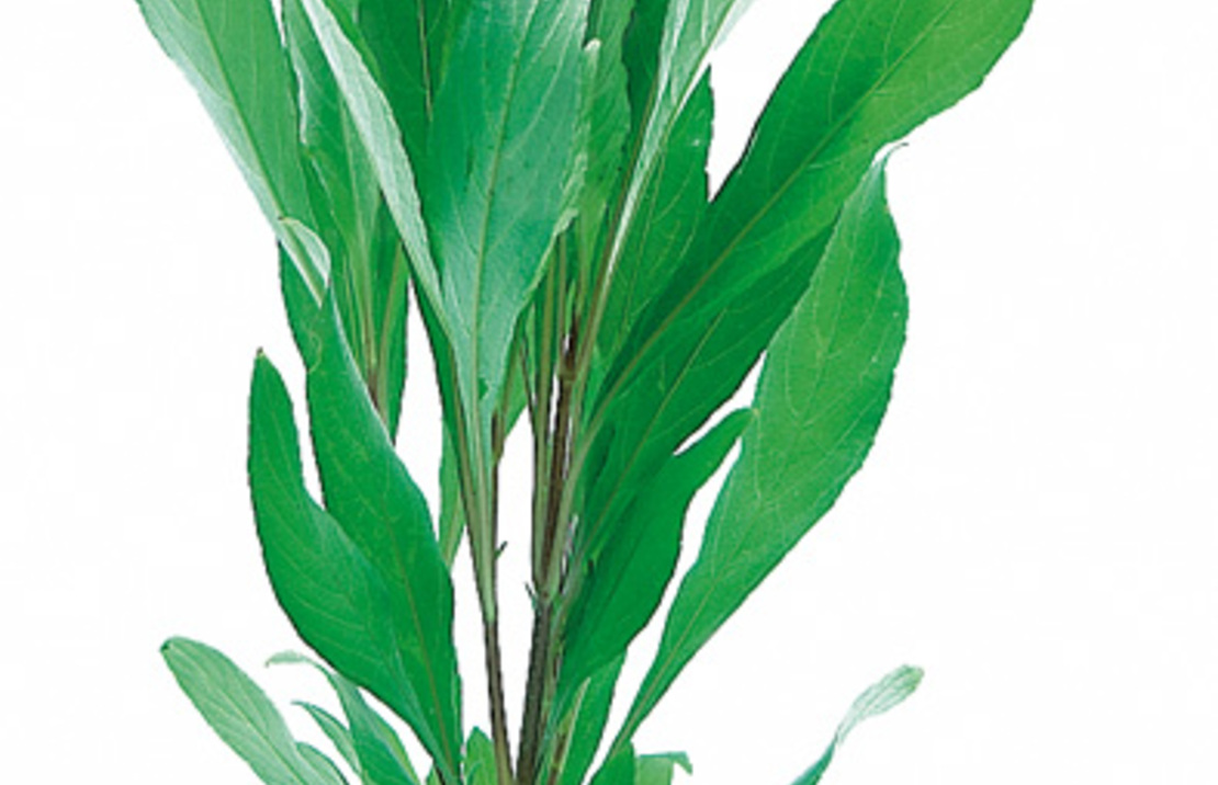 Hygrophila Corymbosa 'angustifolia' - Ta