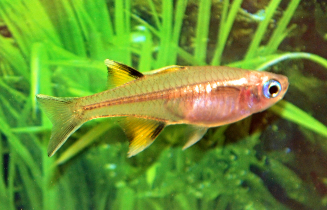 Pseudomugil Signifer