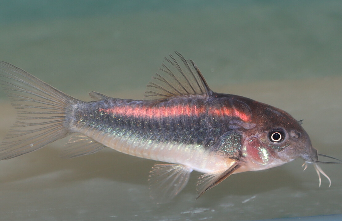 Pantsermeerval Red Stripe