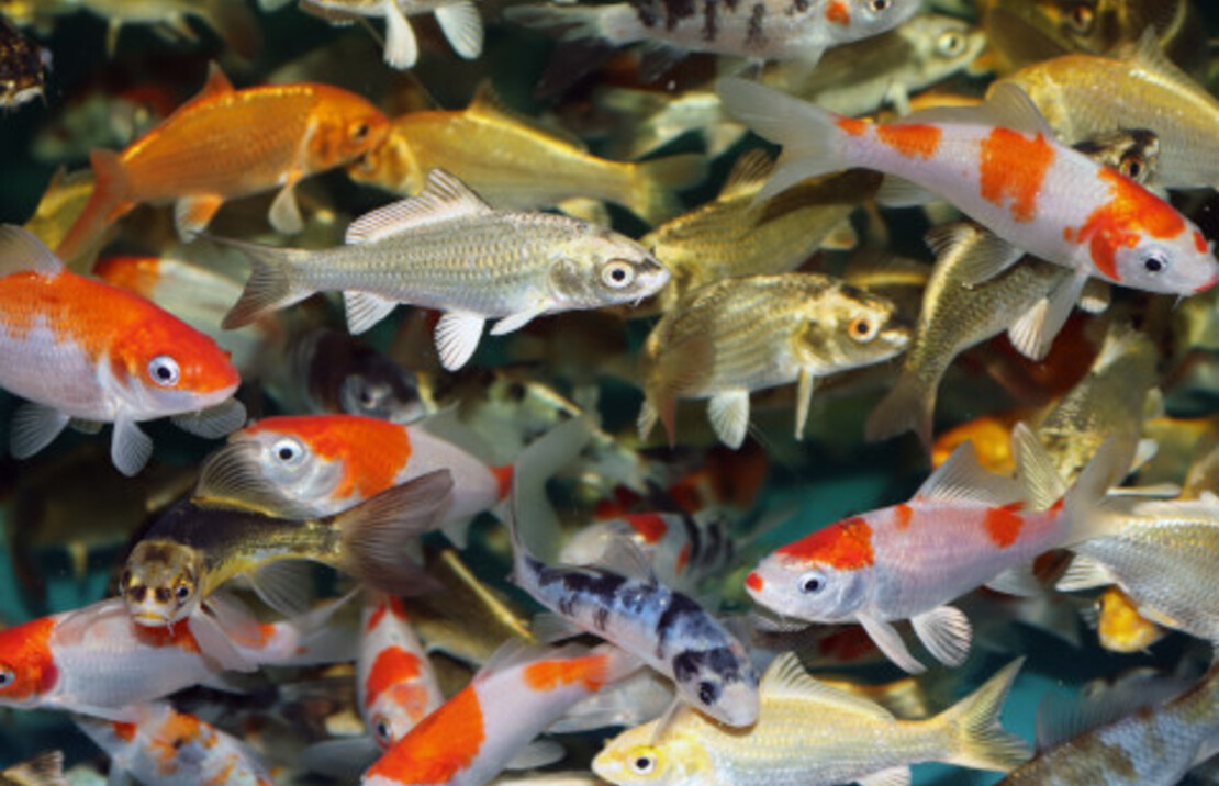 Carpe Koi Select Asia Mix