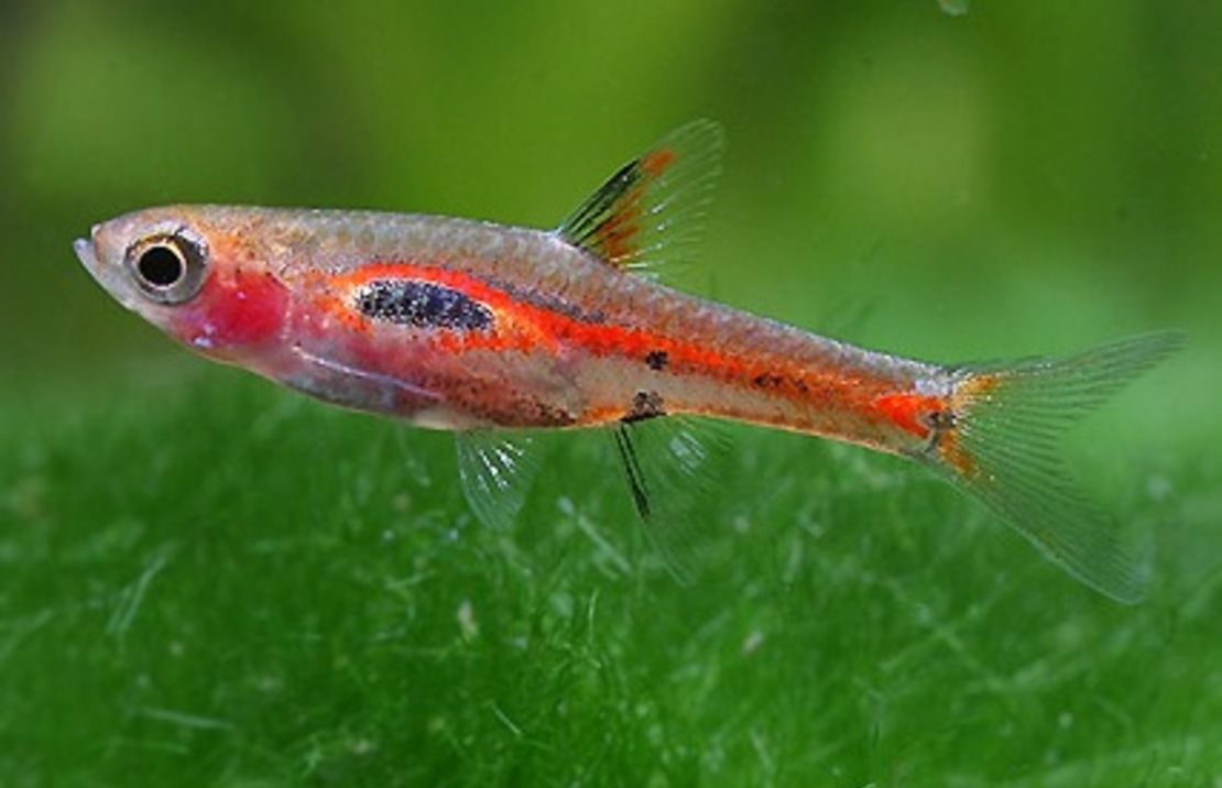 Mini Rasbora