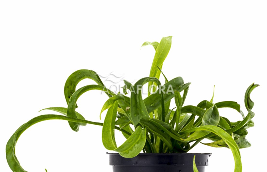 Helanthium Bolivianum 'vesuvius' - Pe