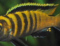 CichlidÉ Malawi Flavus