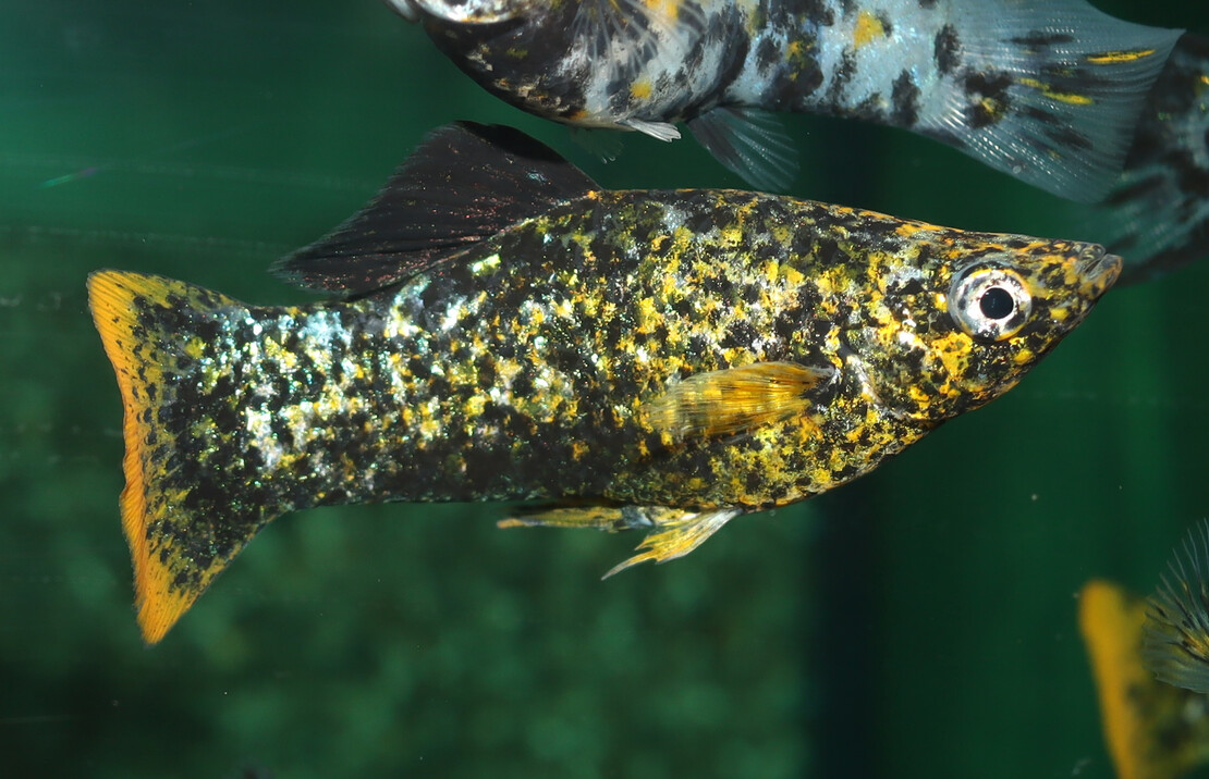 Poecilia Latipinna Marble Orangetail S/m