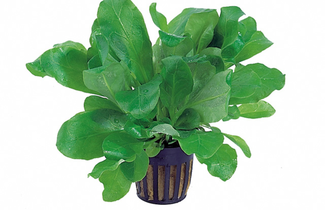 Samolus Floribundus - Pe