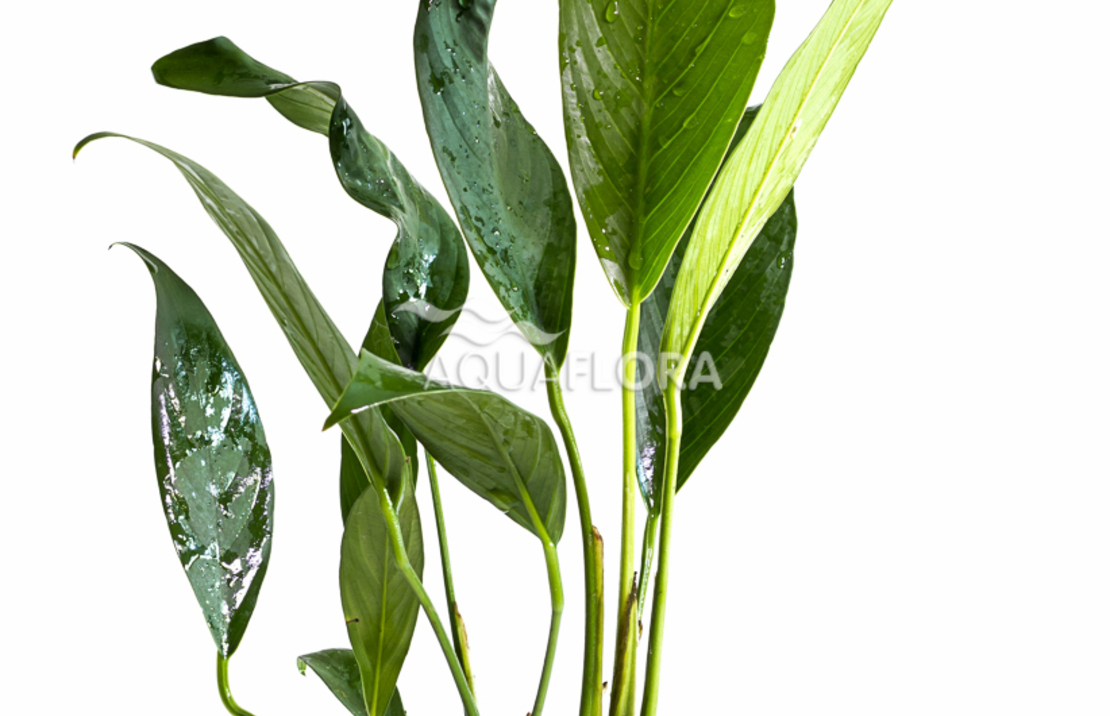 Anubias Afzelii - Pe