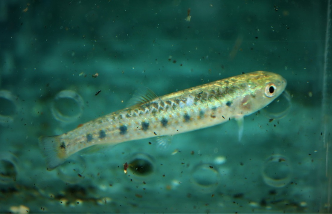 Vielpunkt Zwergraubsalmler