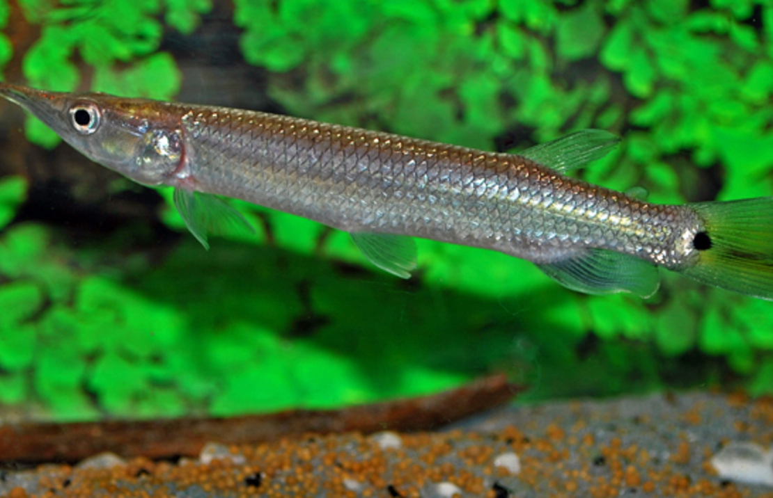 Characin-brochet Hujeta