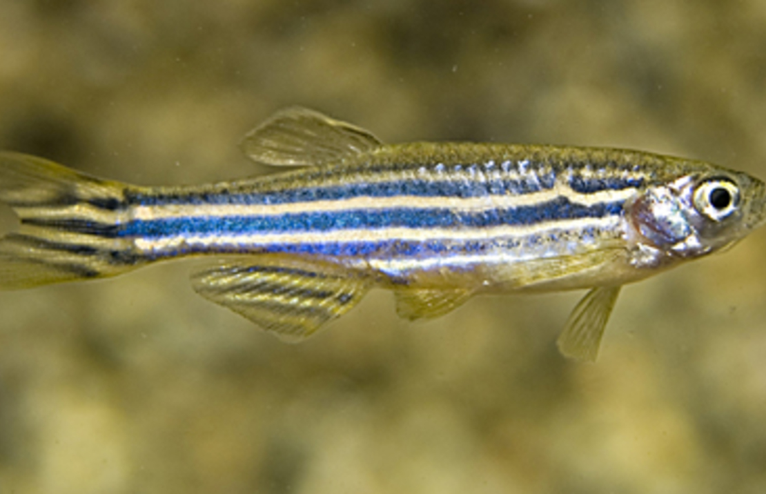 Zebrafish