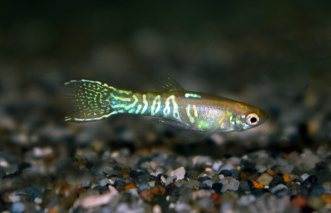 Guppy Endler Snakeskin Gold (m/f)