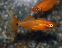 Molly Golddust Schleier