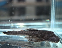 Ancistrus Saramiriza