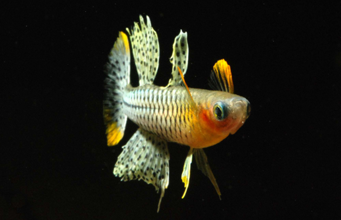 Pseudomugil Gertrudae Aru 2