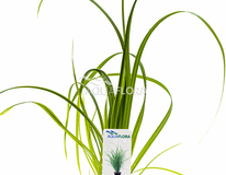 Cyperus Helferi - Pe