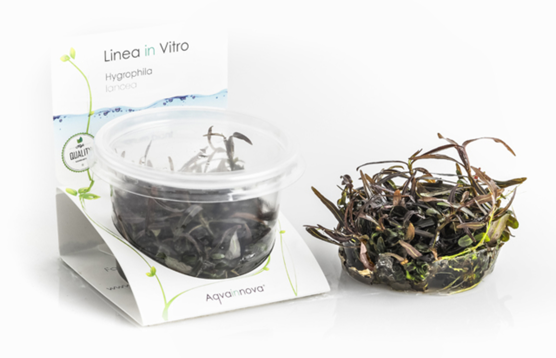 Hygrophila Lancea (sp. 'araguaia') - In Vitro Cup