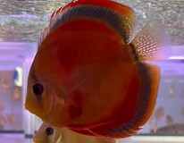 Discus Aeq. Rouge