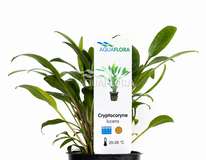 Cryptocoryne X Willisii 'lucens' - Pe