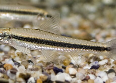 Garra & Crossocheilus