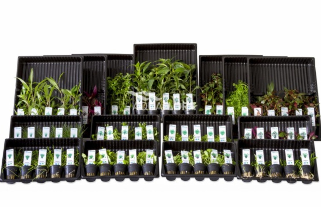 Budget-box J - 15x5 Pots Colour Code Green - As