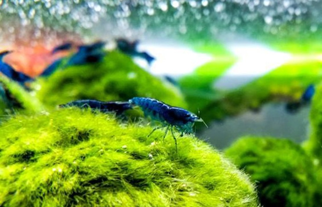 Blue Diamond Shrimp