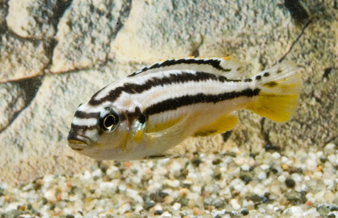 CichlidÉ Turquoise DorÉ