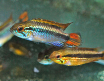 Gele Dwergcichlide Dubbel Rood