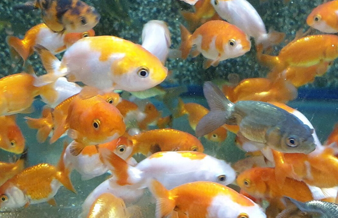 Voile De Chine Ranchu Assortis