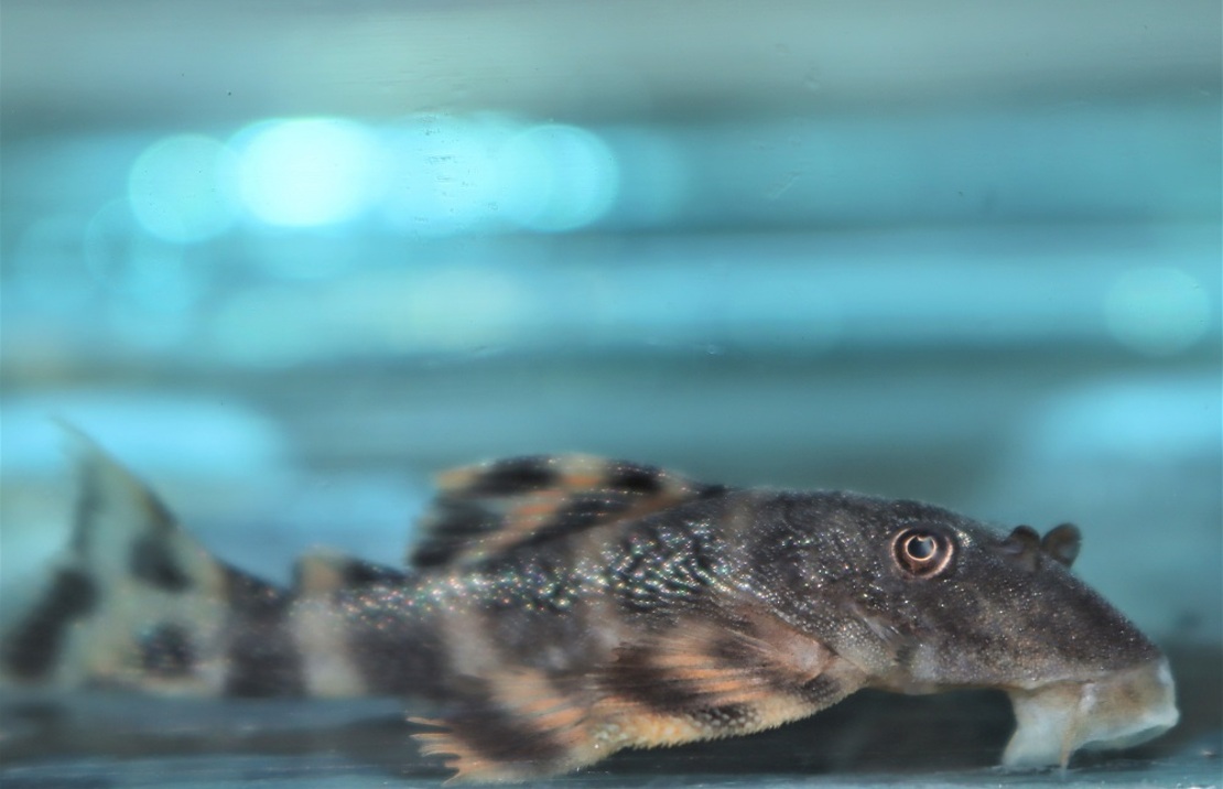 L206 Clown Pleco