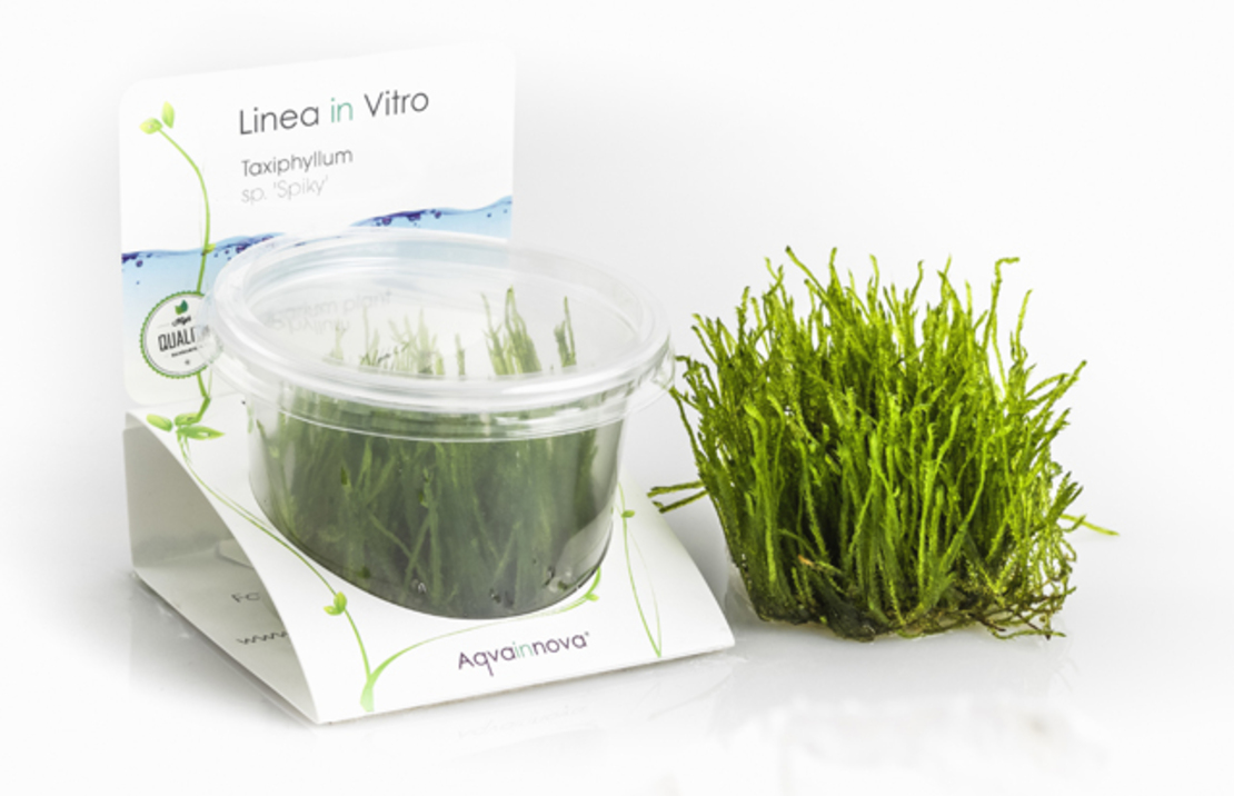Taxiphyllum Sp. 'spiky' - In Vitro Cup