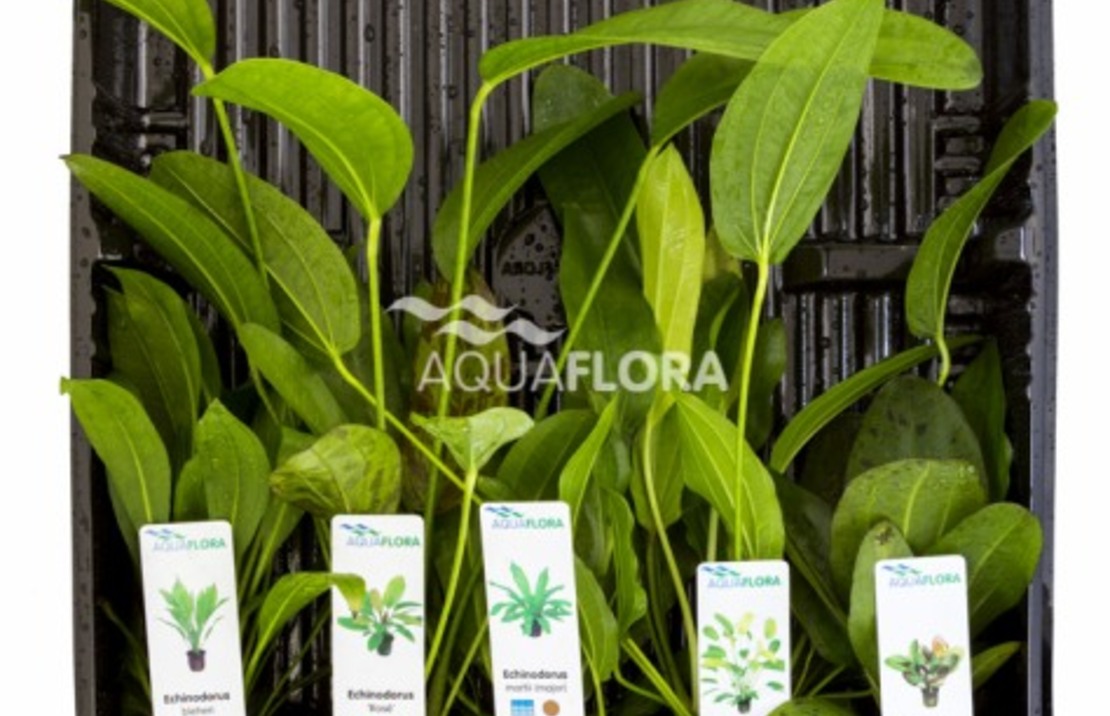 Mix 5 Pots Echinodorus - As
