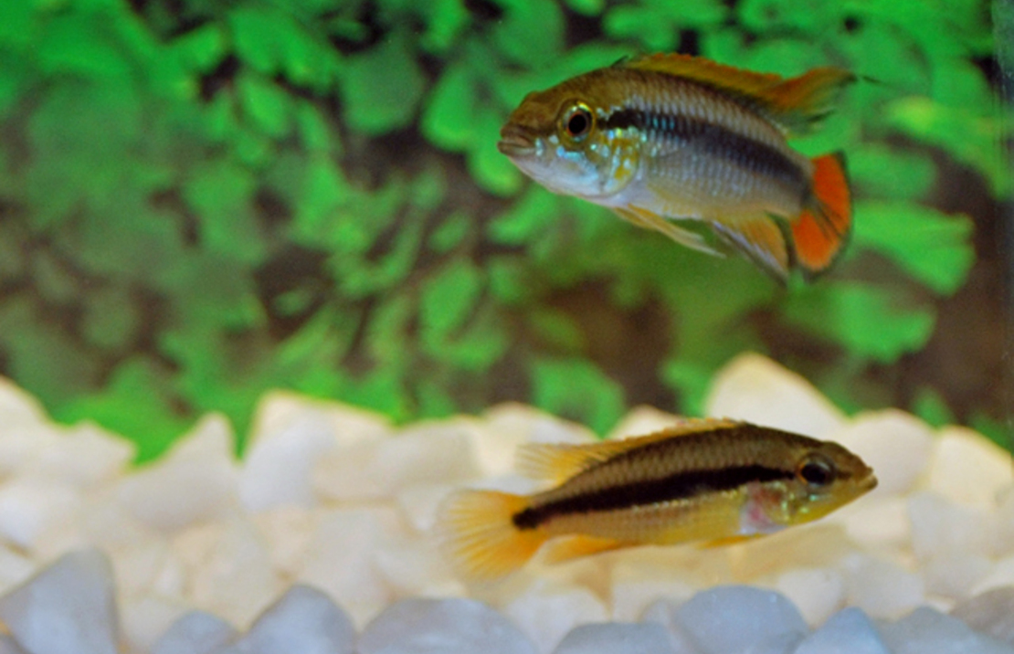 CichlidÉ Nain D'agassiz Rouge