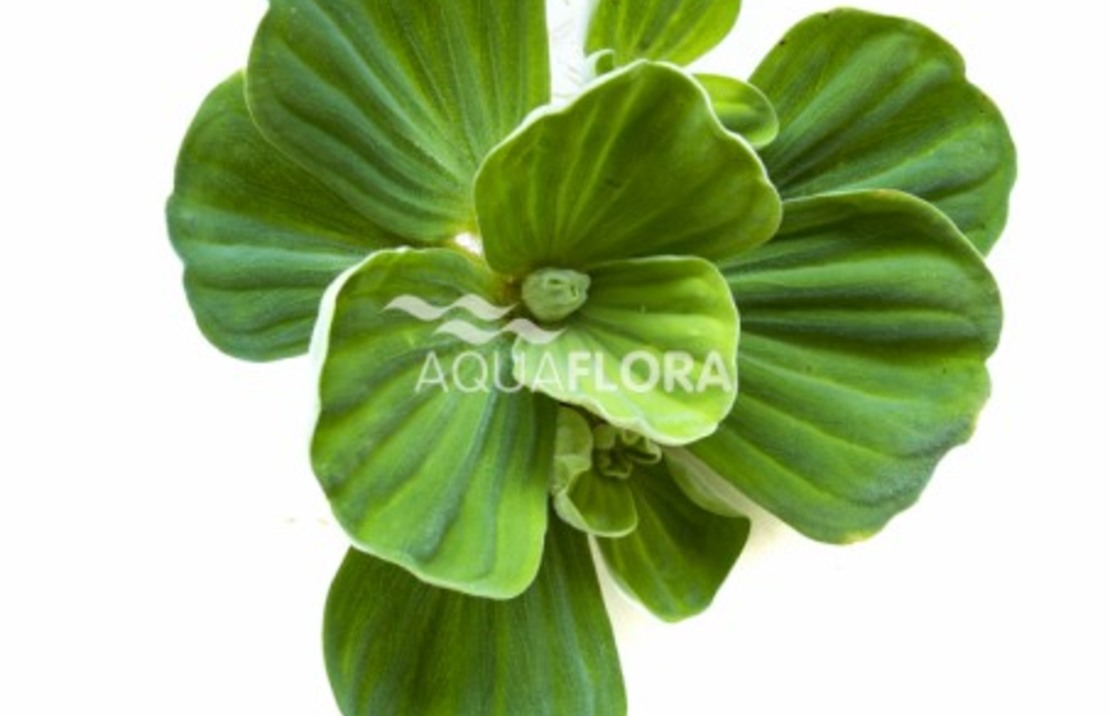 Pistia Stratiotes 'compact' - Lf
