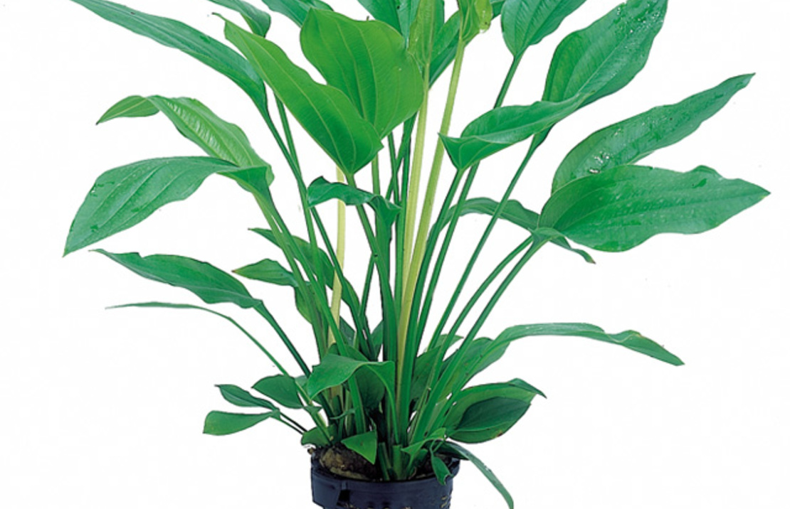 Echinodorus Palifolius - Xl