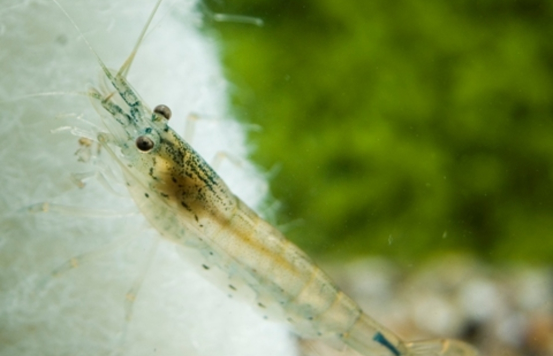 Crevette Amano  Japonica