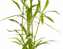 Hygrophila Salicifolia - Pe