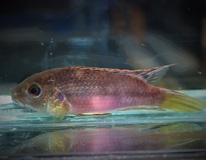 CichlidÉ Nigrodorsalis 