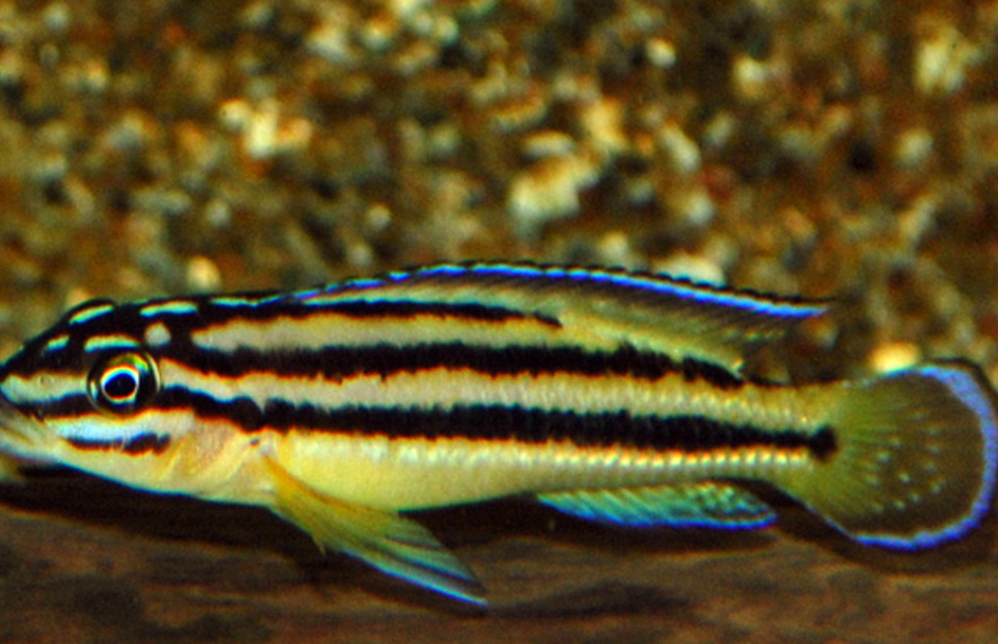 Vierstreifen-schlankcichlide Kipili