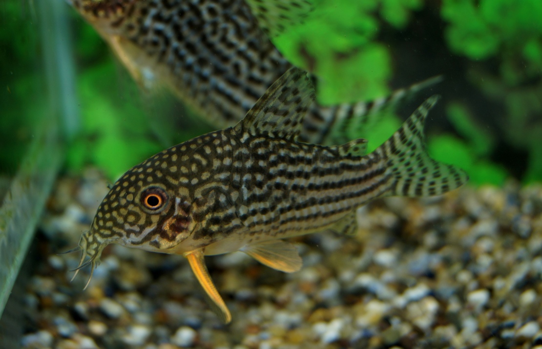 Corydoras De Sterba